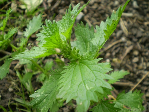 Urtica urens (Stinging-nettle)