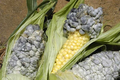 Ustilago maydis (Corn-smut)