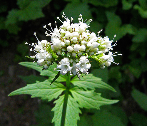 Valeriana (Valerian)