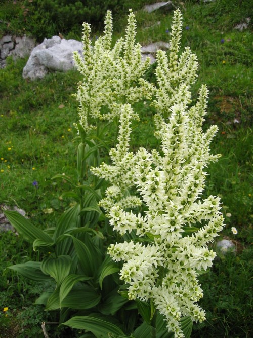 Veratrum album (White Hellebore)