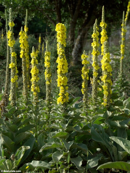 Verbascum (Mullein)