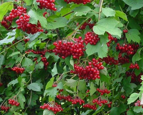 Viburnum opulus (High Cranberry)