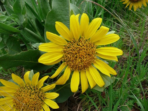 Wyethia helenoides (Poison-weed (WYETHIA))