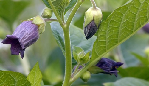 Belladonna (Deadly Nightshade)