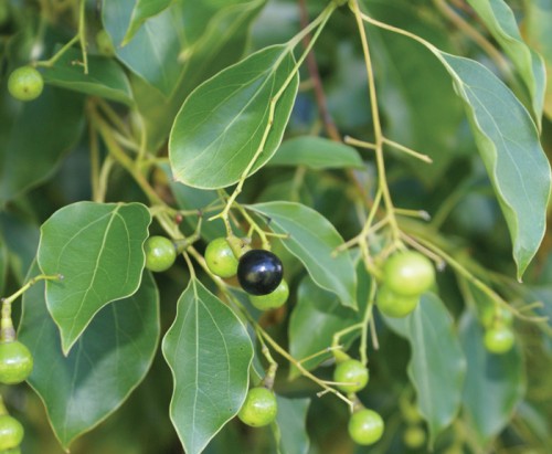 Camphora (Camphor)