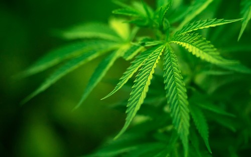 Cannabis indica (Hashish)