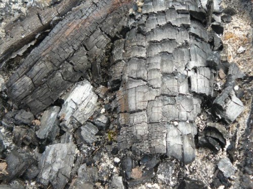 Carbo vegetabilis (Vegetable Charcoal)