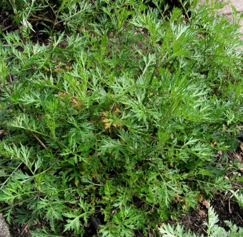 Cina (Worm-seed (CINA))