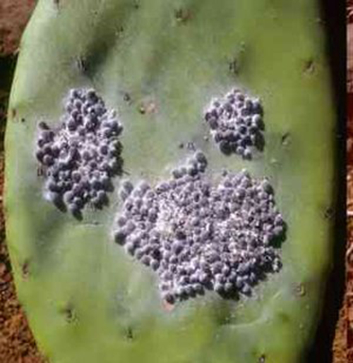Coccus cacti (Cochineal)