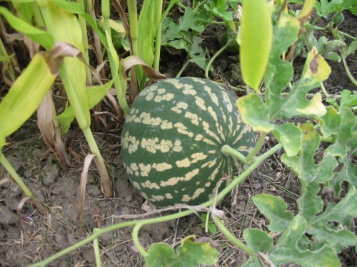 Colocynthis (Bitter Cucumber)