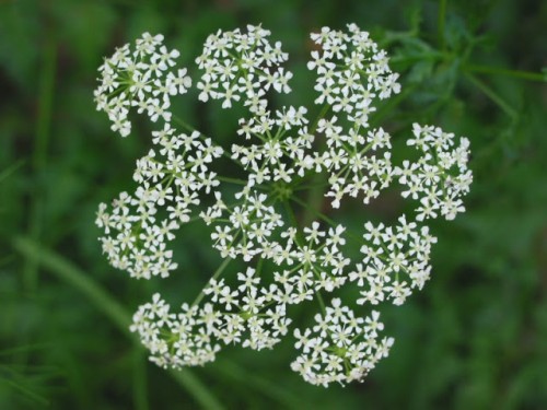 Conium (CONIUM MACULATUM Poison Hemlock (CONIUM))