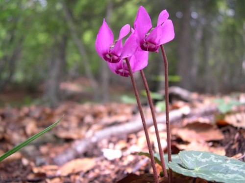 Cyclamen europaeum (Sow-bread (CYCLAMEN))