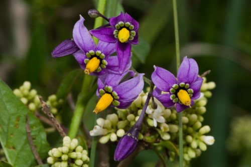Dulcamara (Bitter-sweet)
