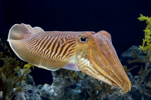 Sepia (Inky Juice of Cuttlefish)